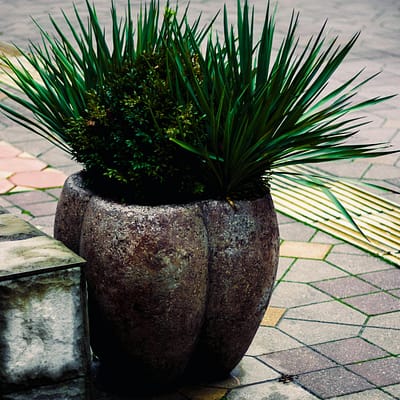 Close-up of a plant-filled pot on a patterned pavement outdoors, showcasing greenery and urban decor.